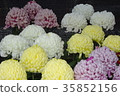菊花 35852156