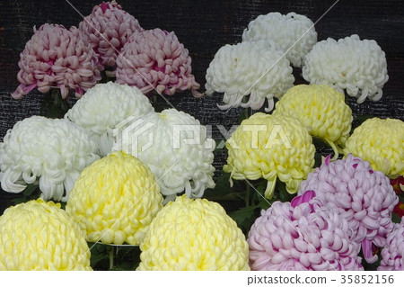 菊花 菊花 35852156