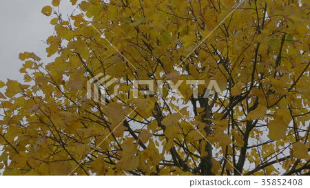 Autumn leaves falling, natural landscape Autumn leaves falling, natural landscape 35852408