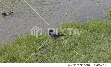 Big grey raven with his large beak and feathers 35852419