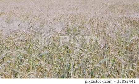 Fields of wheat at the end of summer fully ripe Fields of wheat at the end of summer fully ripe 35852441