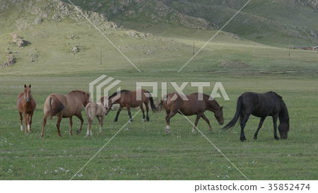 Horses with foals grazing in a pasture Horses with foals grazing in a pasture 35852474