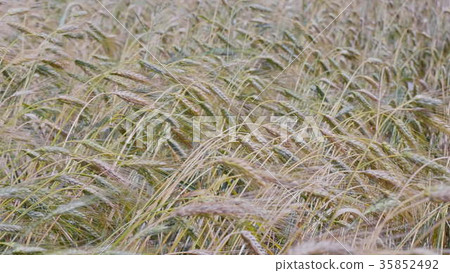 Fields of wheat at the end of summer fully ripe Fields of wheat at the end of summer fully ripe 35852492