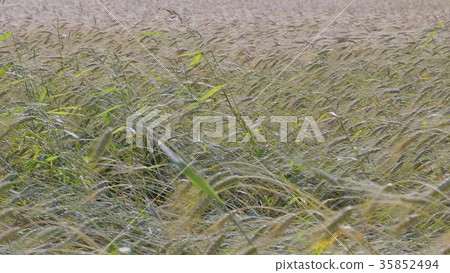 Fields of wheat at the end of summer fully ripe Fields of wheat at the end of summer fully ripe 35852494