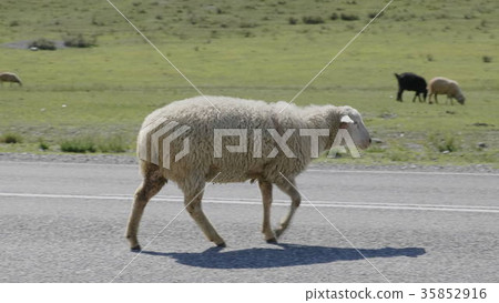 Group of sheep gazing, walking and resting 35852916