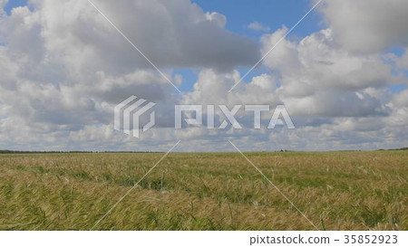 Fields of wheat at the end of summer fully ripe Fields of wheat at the end of summer fully ripe 35852923