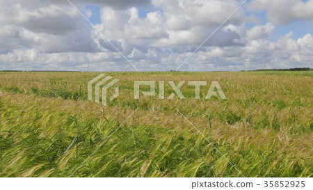 Fields of wheat at the end of summer fully ripe 35852925