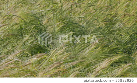 Fields of wheat at the end of summer fully ripe Fields of wheat at the end of summer fully ripe 35852926