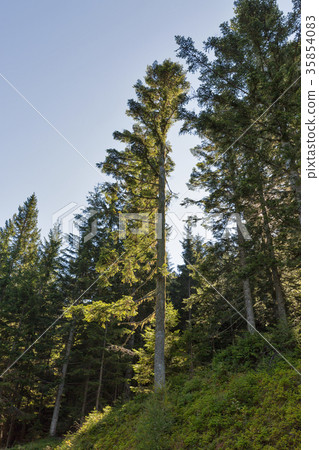 Alpine woods in Western Carinthia, Austria. Alpine woods in Western Carinthia, Austria. 35854083