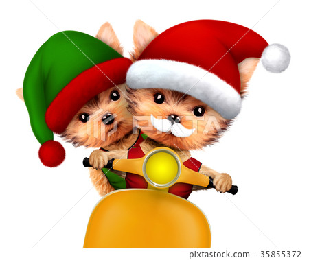 Funny Dog Santa and Elf. Christmas concept Funny Dog Santa and Elf. Christmas concept 35855372