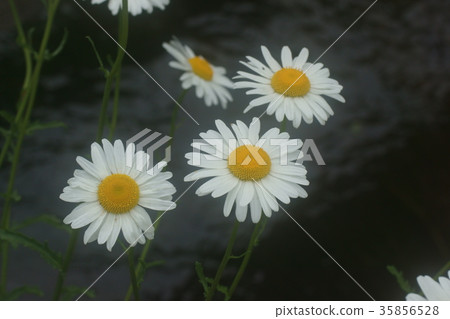 Margaret Margaret 35856528