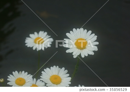 Margaret Margaret 35856529