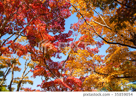 Bright autumn leaves 35859054