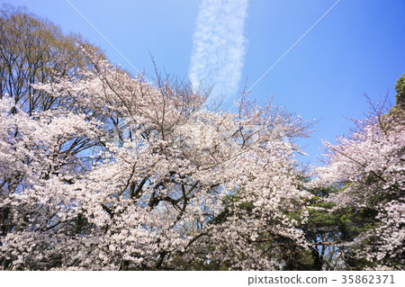 Cherry blossoms in full bloom A line of clouds in the blue sky 35862371
