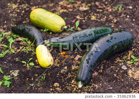 harvest of zucchini 35862936