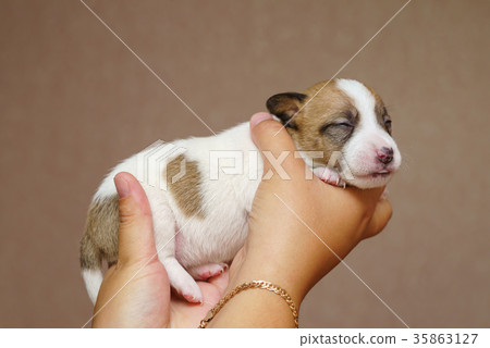 Jack Russell Terrier Puppy Jack Russell Terrier Puppy 35863127
