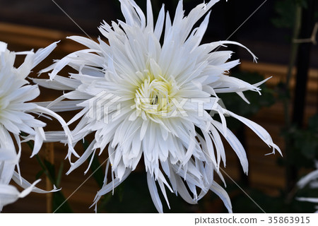 古典菊花（Edo chrysanthemum） 35863915