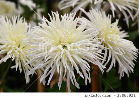 古典菊花（Edo chrysanthemum） 35863921
