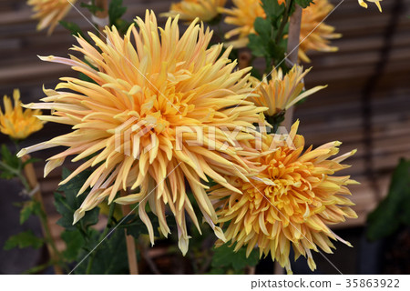 古典菊花（Edo chrysanthemum） 35863922