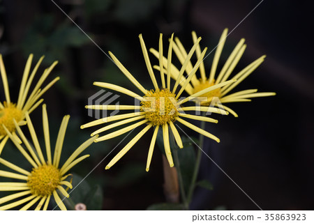 古典菊花（Higo chrysanthemum） 35863923