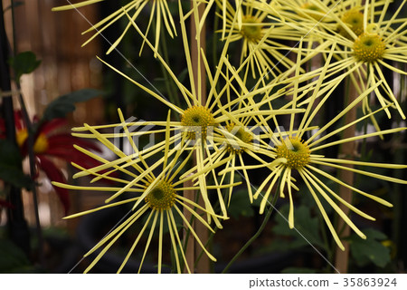 古典菊花（Higo chrysanthemum） 35863924