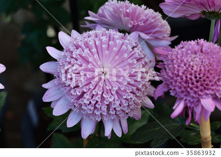 古典菊花（筷子） 35863932