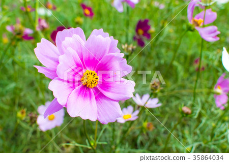 台灣，龍眼，Hase chrysanthemum，花展，大自然，玫瑰寬 35864034