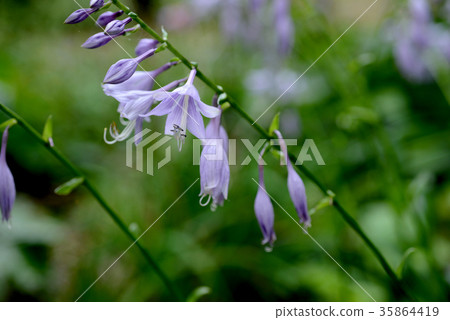 玉簪 玉簪 35864419