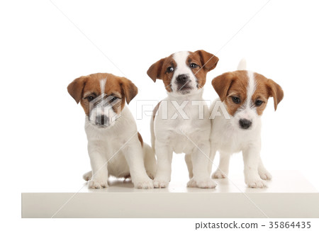 Cute jack russells. Close up. White background 35864435
