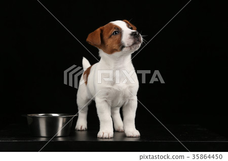 Jack russell puppy and a bowl. Close up. Black 35864450