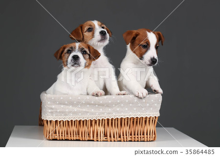 Jack russell pupies in the bed. Close up. Gray Jack russell pupies in the bed. Close up. Gray 35864485