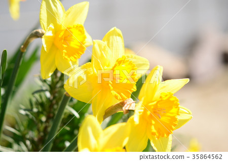 Spring flower Narcissus 35864562
