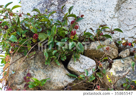 Tsukiyama Tomita Castle Oishi Ishigaki 35865547