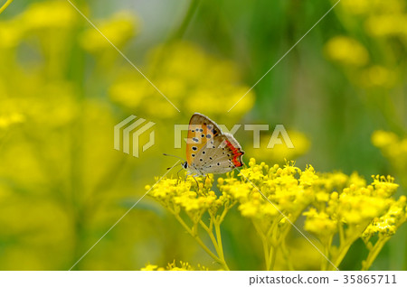 Beni Sijimi and Ominaesi 35865711