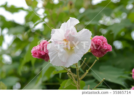 醉酒芙蓉 35865714