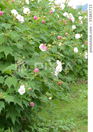醉酒芙蓉 醉酒芙蓉 35865715