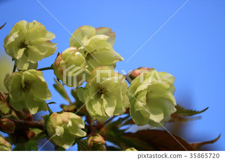 Turmeric cherry 35865720