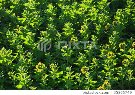 sunflowers  crops in growth at field 35865749