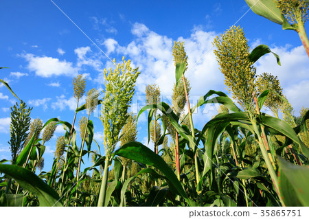 jowar grain sorghum crop farm under blue sky 35865751