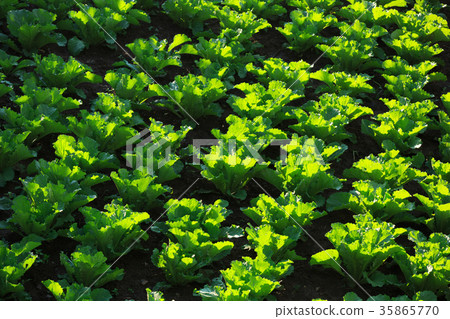 chinese cabbage in growth at field 35865770