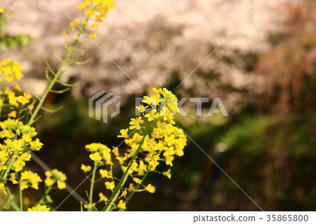 強姦花朵和櫻花 35865800