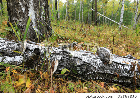 beautiful autumn landscape with white birch forest 35865839
