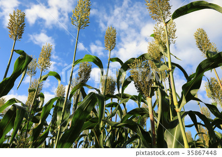 jowar grain sorghum crop farm under blue sky 35867448