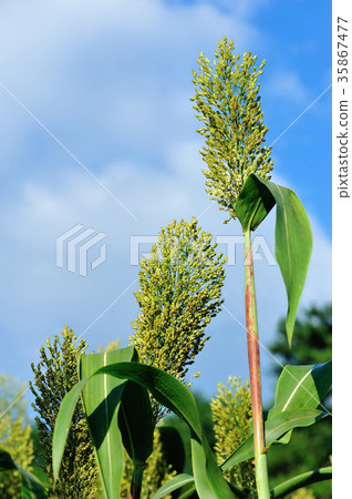 jowar grain sorghum crop farm under blue sky 35867477