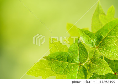 Green leaf nature background 35868499