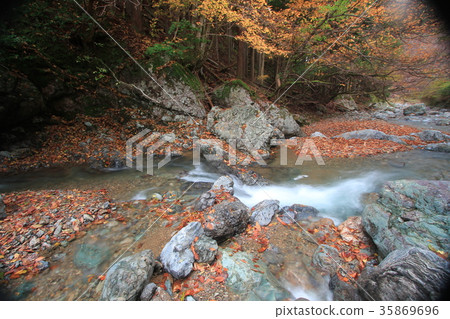 Autumn leaves mountain stream autumn Autumn leaves mountain stream autumn 35869696