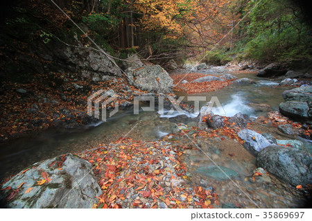 Autumn leaves mountain stream autumn Autumn leaves mountain stream autumn 35869697