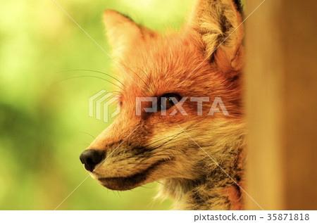狐狸偷看出樹 狐狸偷看出樹 35871818