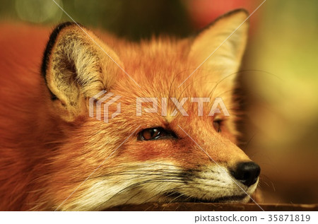 狐狸 35871819