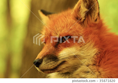 狐狸 狐狸 35871820